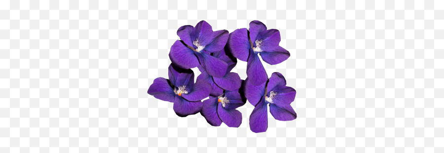 Png Images Violets - Violetas Png,Violets Png