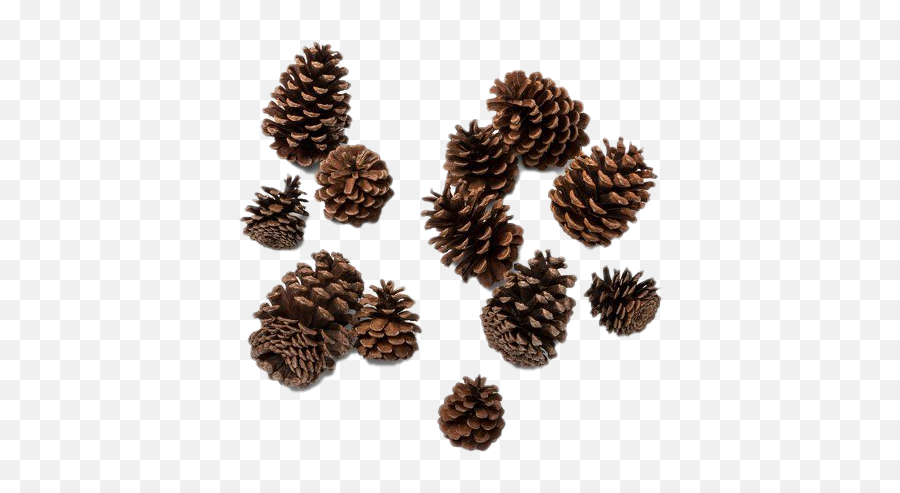 Pine Cone Png Photos - Christmas Pine Cone,Pine Cone Png