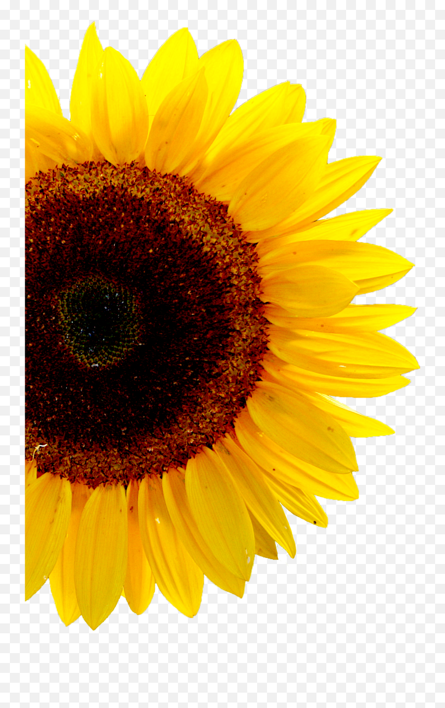 Casetify - Sunflower Transparent Background Png,Sunflower Transparent Background