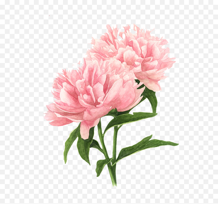 Download Pink Flowers Drawing Png Transparent - Uokplrs Pink Peony Drawing,Flower Drawing Png