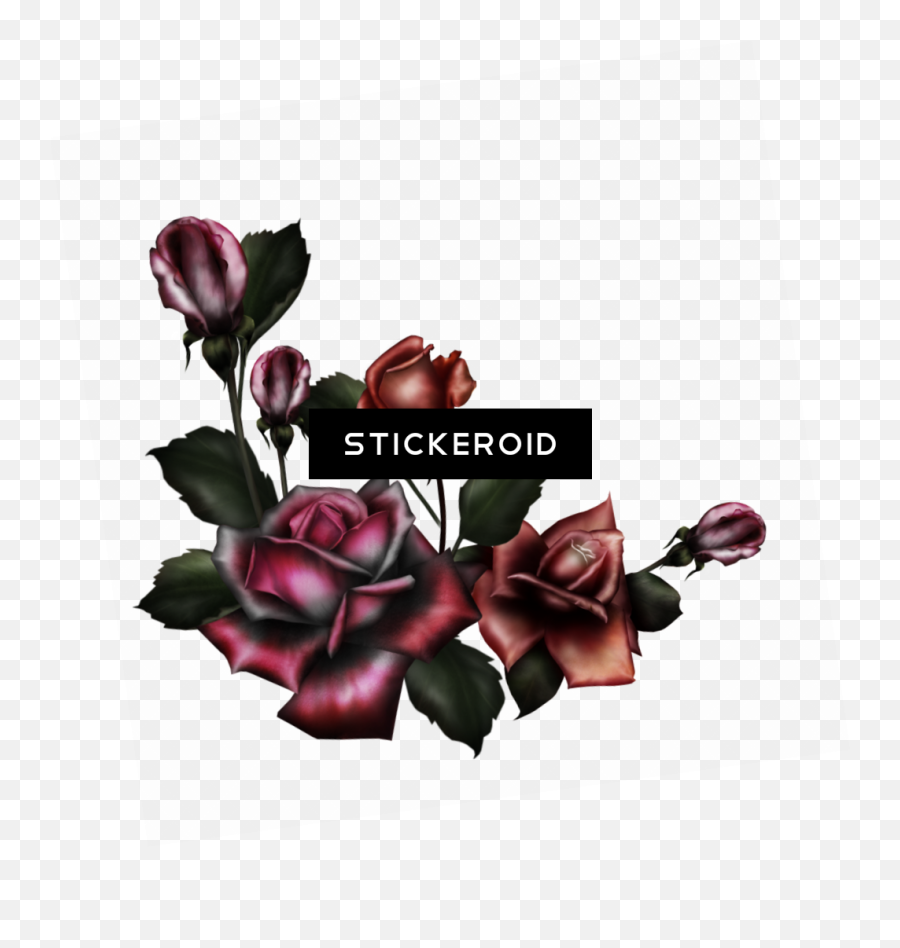 Download Hd Gothic Rose Pic Flower - Gothic Flowers Png Gothic Flower Png,Gothic Border Png