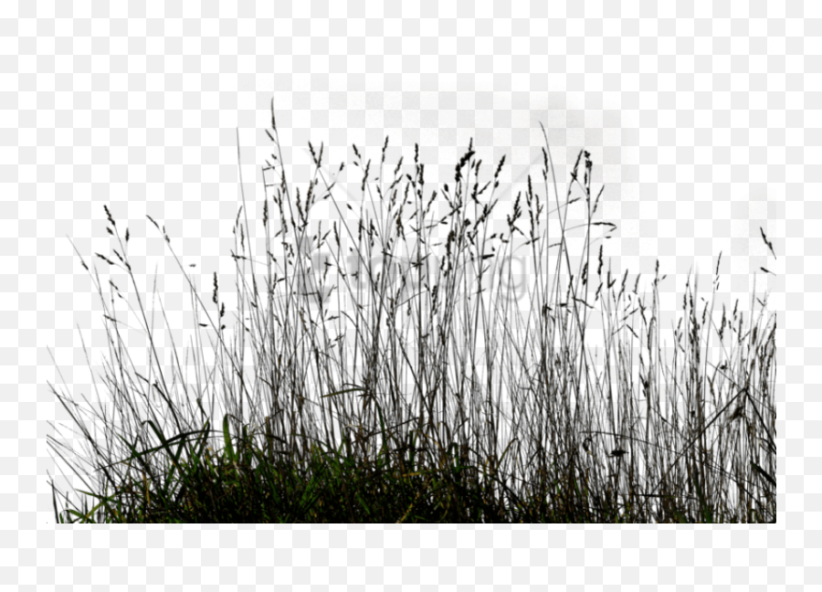 Grass Background Png - Long Grass Image With Transparent Tall Grass Png,Grass Png