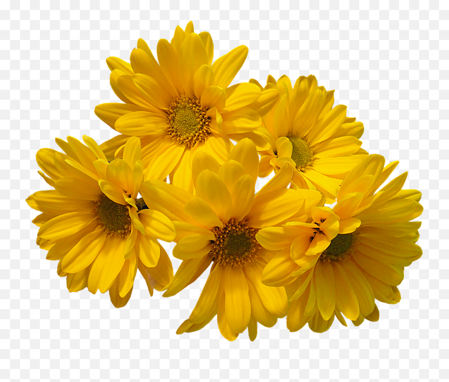 Flowers Girasol Png Sticker Yellow By Nyx - Yellow Flowers Transparent Background,Girasol Png