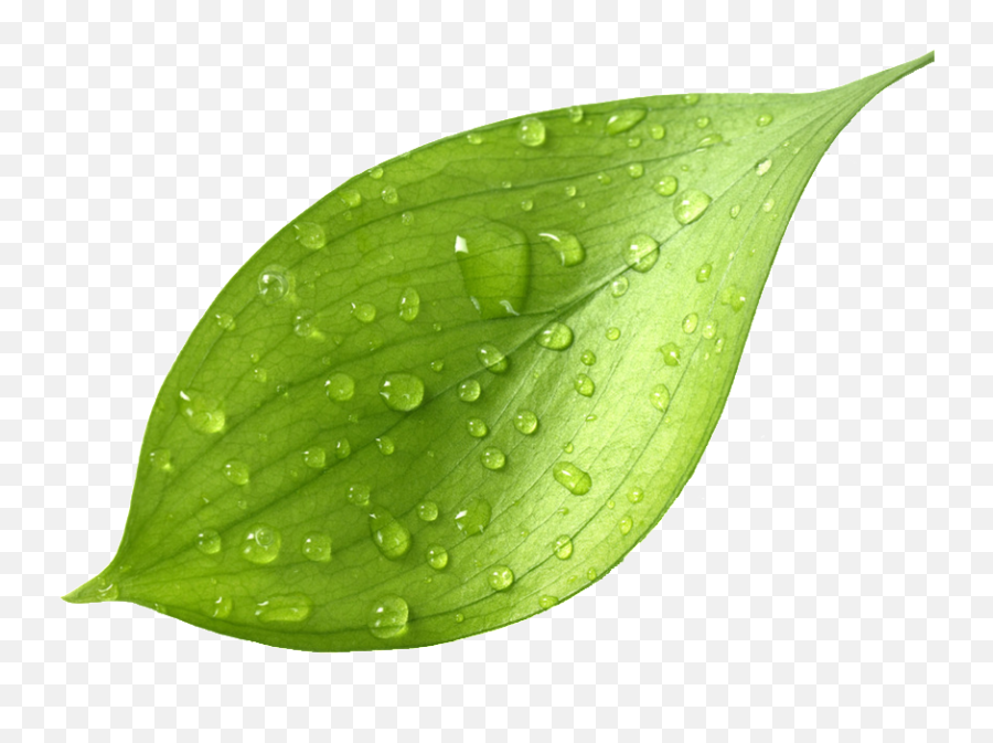 Mint Leaves - Green Tea Leaves Png Transparent Png,Mint Leaves Png