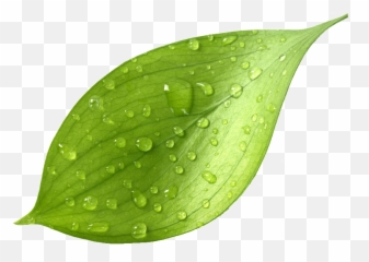 Mint Leaves - Green Tea Leaves Png Transparent Png,Mint Leaves Png