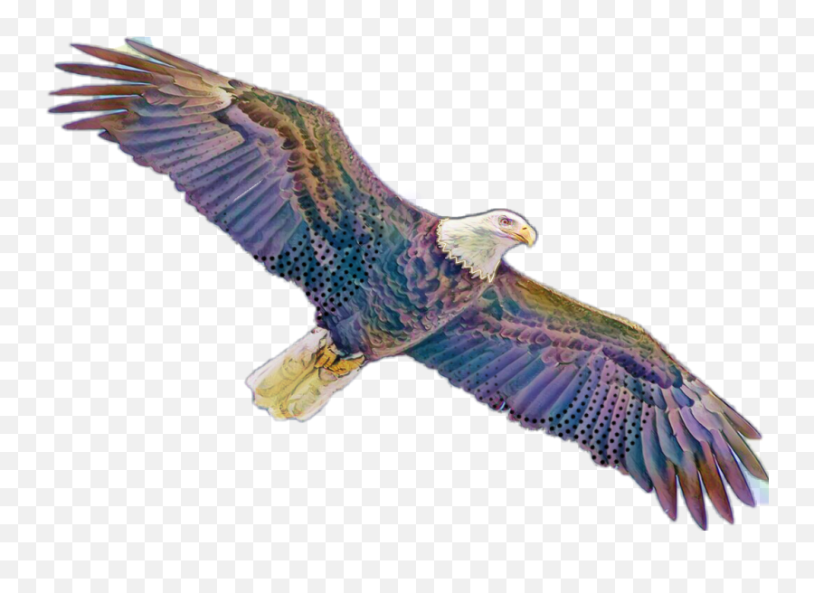 Aguila Sticker - Bald Eagle Png,Aguila Png