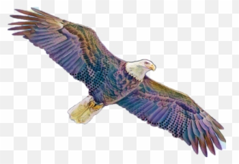 Aguila Sticker - Bald Eagle Png,Aguila Png