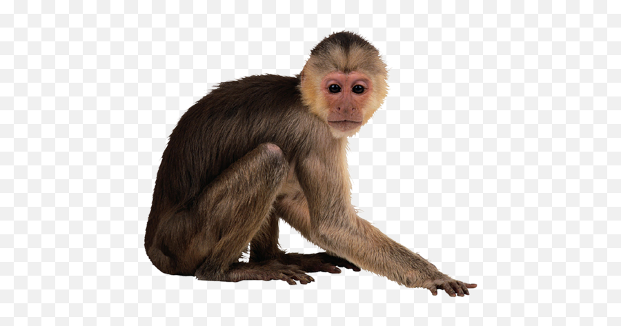 Monkey Png Transparent Free Images - Monkey Png Transparent,Monkey Transparent Background