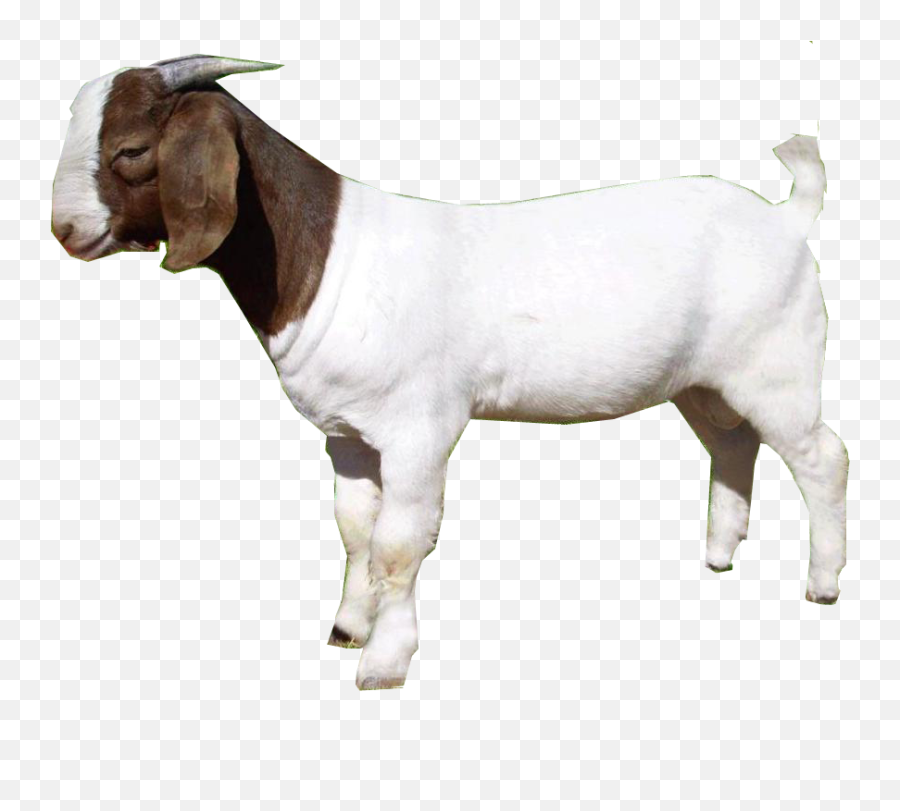Download Free Png Goat - Goat Png,Goats Png