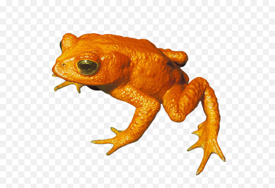 Download Golden Toad Png Clip Art - Golden Toad Clipart,Toad Transparent