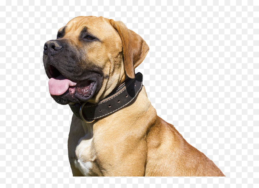 Dog Isolated Pet - Free Photo On Pixabay Rase Pasa Za Dvoriste Png,Pet Png