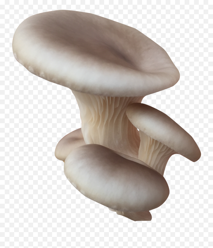 Mandlfarms U2013 Just Another Wordpress Site - Wild Mushroom Png,Mushrooms Icon
