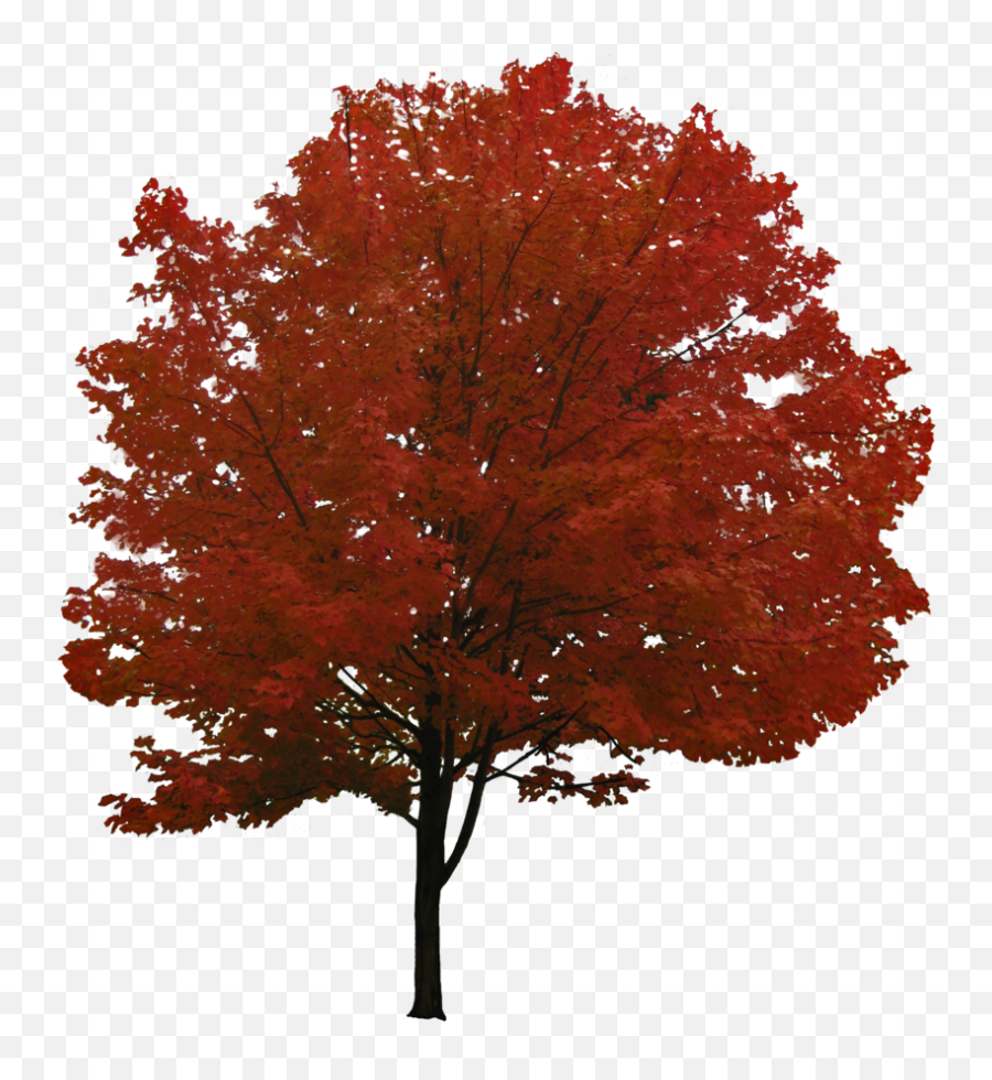 Pin - Red Maple Tree Png,Orange Tree Png