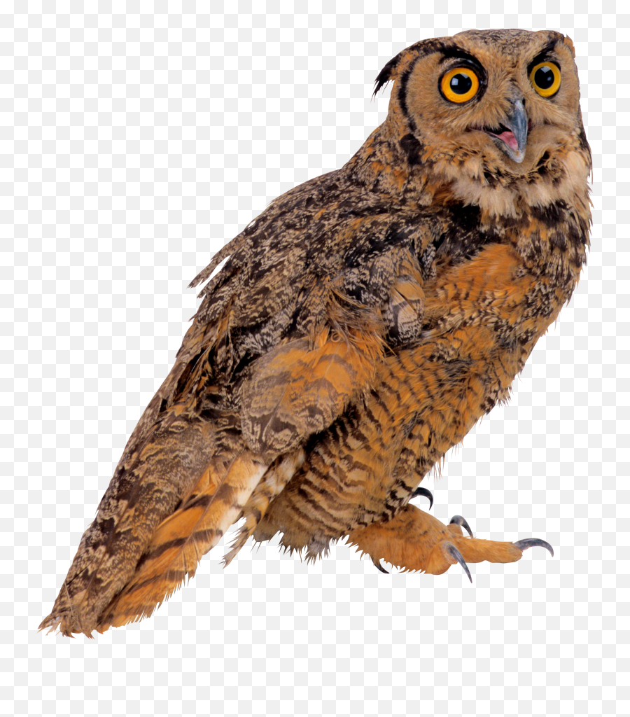Owl Png Transparent