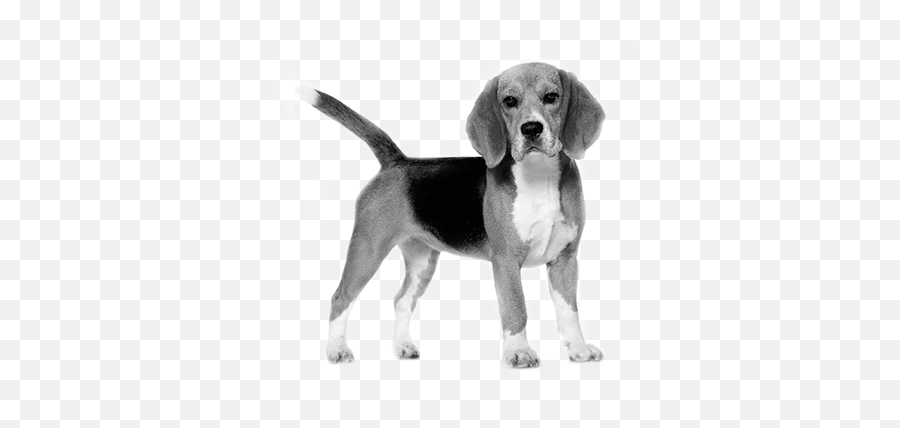 Download Beagle - Royal Canin Beagle Full Size Png Image,Beagle Png