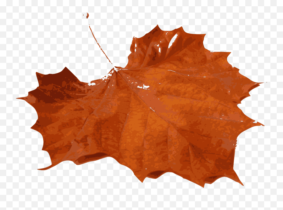 Download Maple Leaf Png Photo 347 - Fall Leaf,Maple Leaf Png