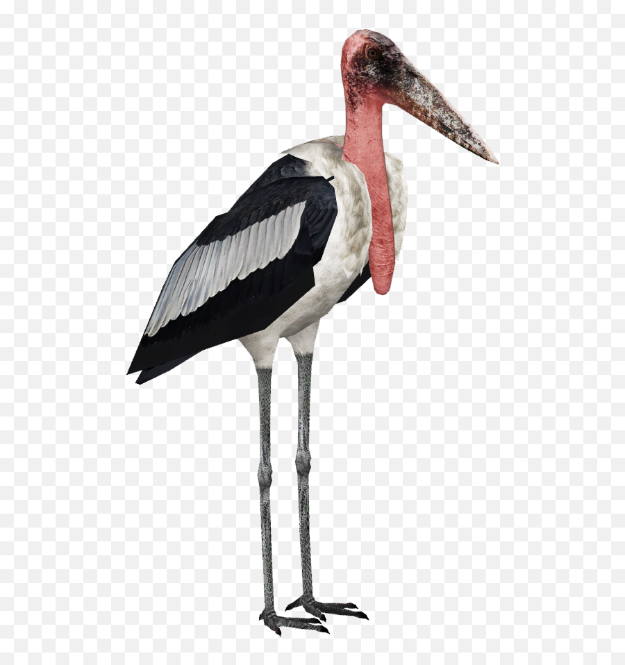 Stork Png High - Marabou Stork Png,Stork Png