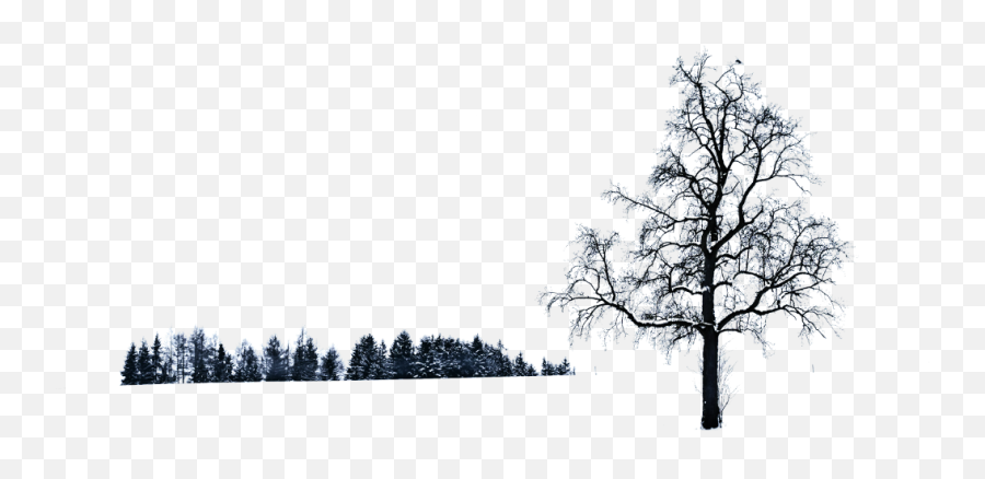 Tree Background Landscape Winter Nature - Don T Change Yourself Just To Make Someone Love You Be Yourself And Let The Right One Fall For You Png,Nature Transparent Background