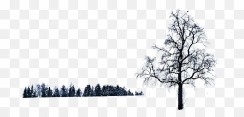 Tree Background Landscape Winter Nature - Don T Change Yourself Just To Make Someone Love You Be Yourself And Let The Right One Fall For You Png,Nature Transparent Background