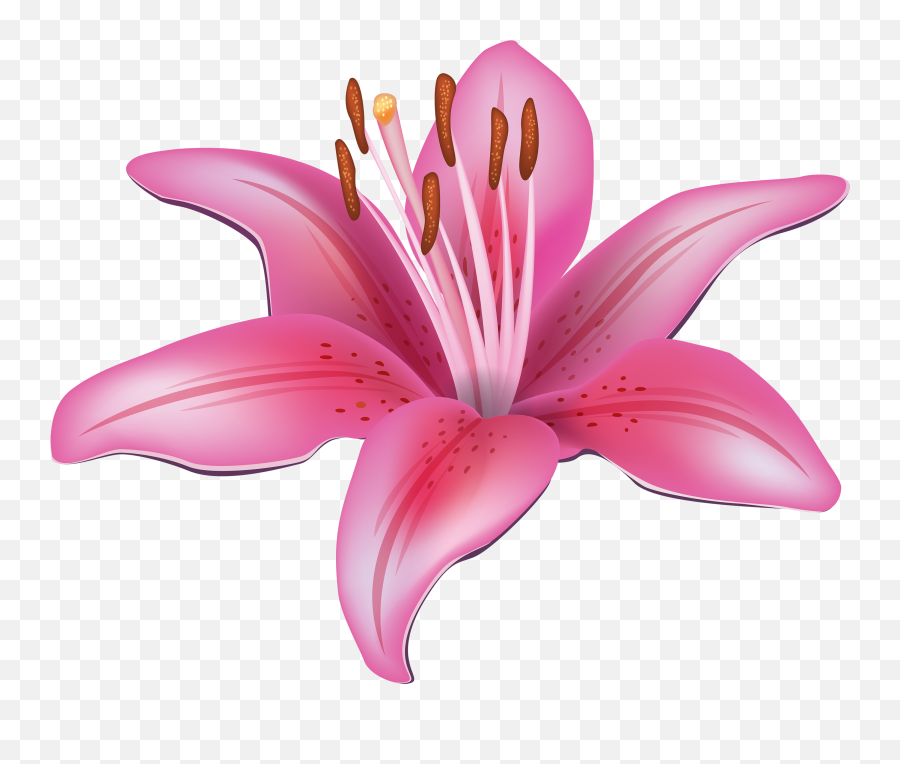 Lily Png Transparent Collections - Lily Flower Clipart,Lily Collins Png