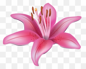 Lily Png Transparent Collections - Lily Flower Clipart,Lily Collins Png