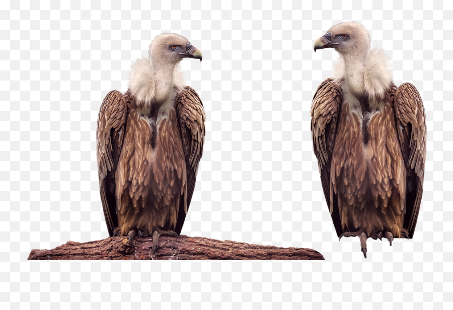 Vulture Bird Animal - Transparent Vulture Bird Png,Vulture Png