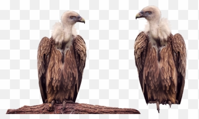 Vulture Bird Animal - Transparent Vulture Bird Png,Vulture Png