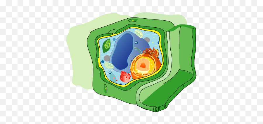 Fileplant Cell Structure No Text - 2svg Wikimedia Commons Vacuole In A Cell Png,Plant Transparent Background