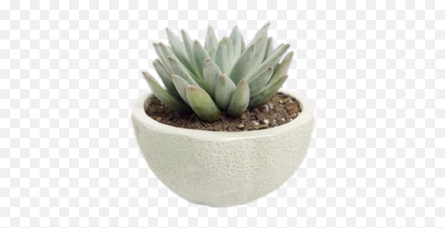 Succulent Png And Vectors For Free Download - Dlpngcom Agave,Succulent Transparent Background