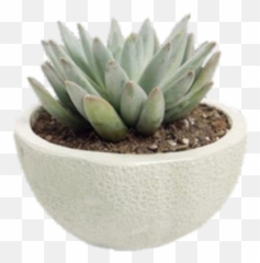 Succulent Png And Vectors For Free Download - Dlpngcom Agave,Succulent Transparent Background