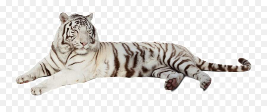 All About White Tigers - White Siberian Tiger Transparent Png,Tiger Transparent