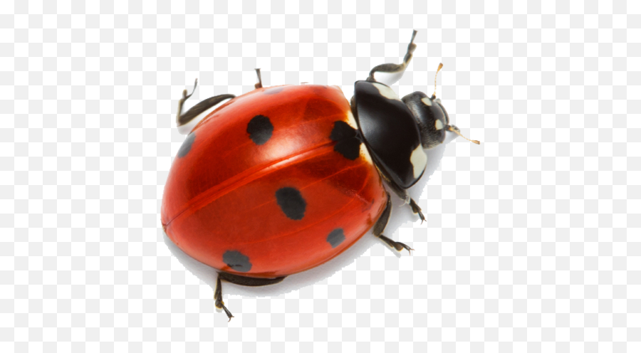 Ladybug Clipart Hd - Lady Bug Png,Ladybug Png