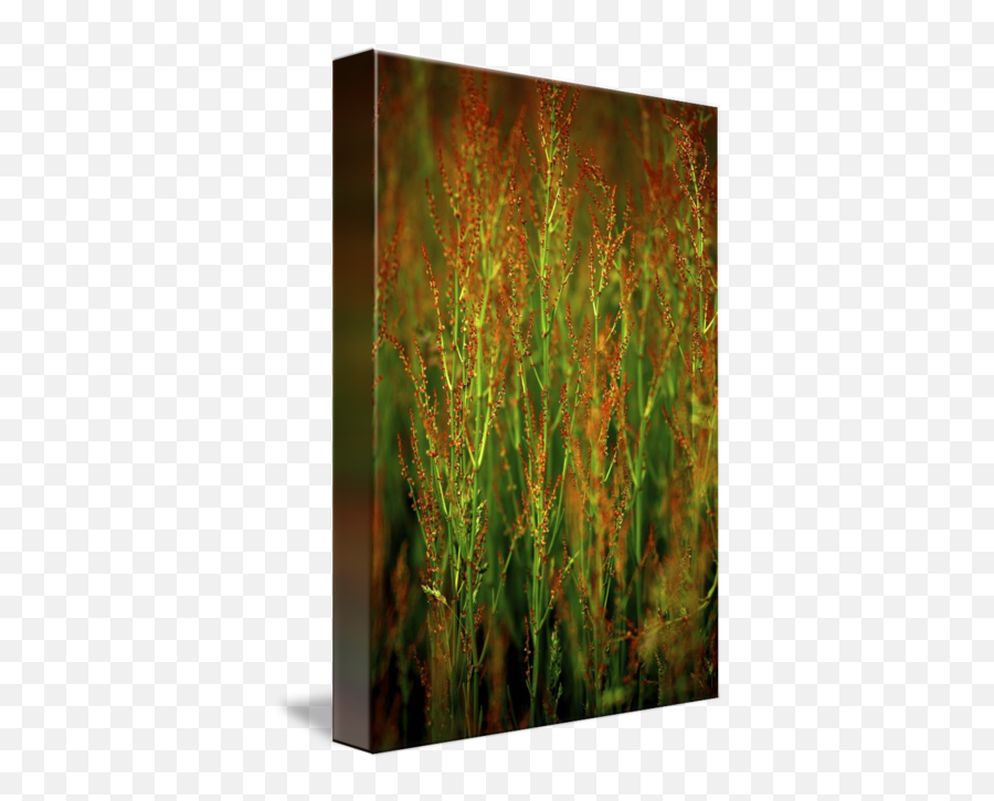 Red Flower Grass In Prairie By Jim Crotty - Still Life Png,Prairie Grass Png