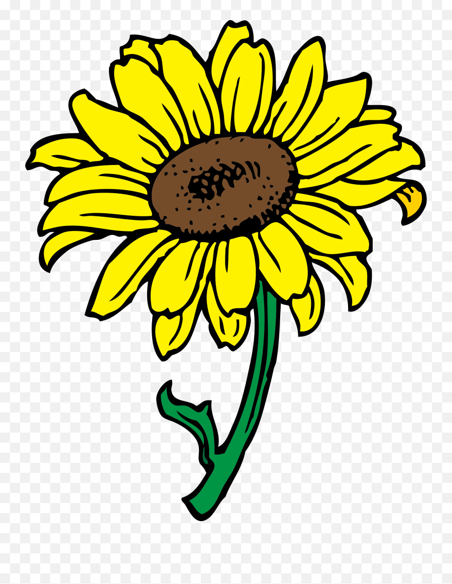 Medium Image - Sunflower Flower Clip Art Png,Sunflower Transparent Background