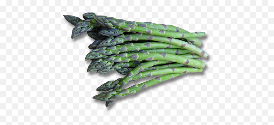 Guelph Millennium Asparagus - Welsh Onion Png,Asparagus Png