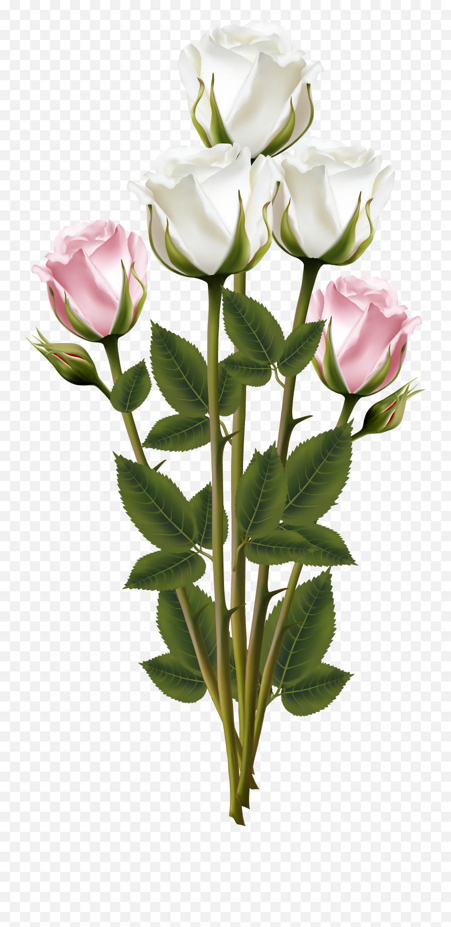 Download Bouquet Rose Pink Flower Plant Free Image - Rose Flower Bouquet Transparent Background Png,Flower Plant Png