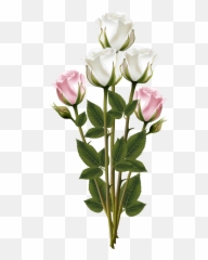 Download Bouquet Rose Pink Flower Plant Free Image - Transparent Background png