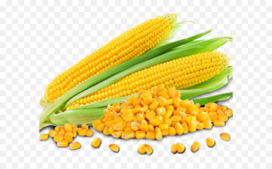 Corn Png - Corn Png Transparent Images Maize Grain Clipart Images Of Go Foods,Grain Png