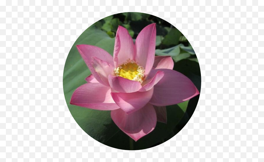 Respected Guest Lotus - Sacred Lotus Png,Lotus Transparent