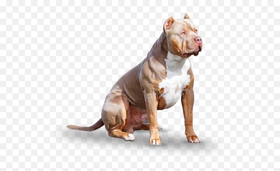 Male American Bully Xl Dog Breeders For Sale - Buy American American Bully Xl Png,Bully Png