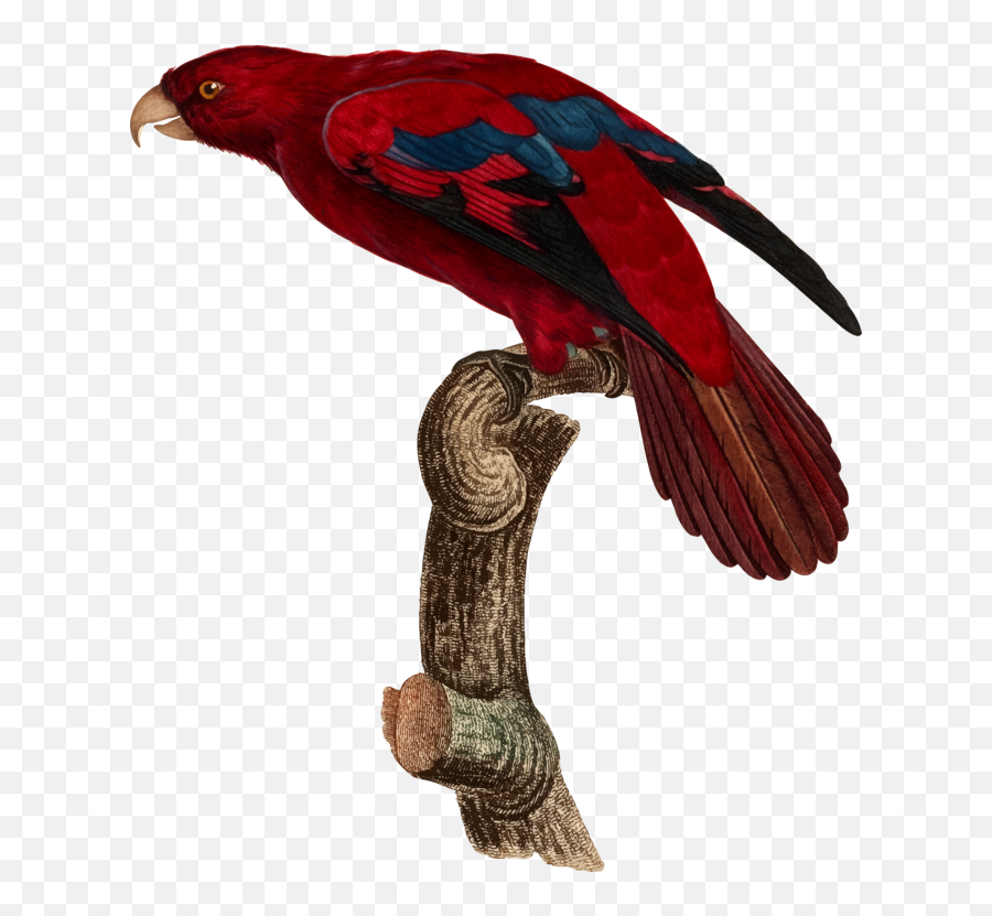 Macawparrotbird Png Clipart - Royalty Free Svg Png Red Lory,Macaw Png