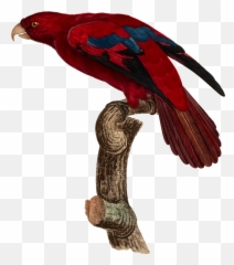 Macawparrotbird Png Clipart - Royalty Free Svg Png Red Lory,Macaw Png