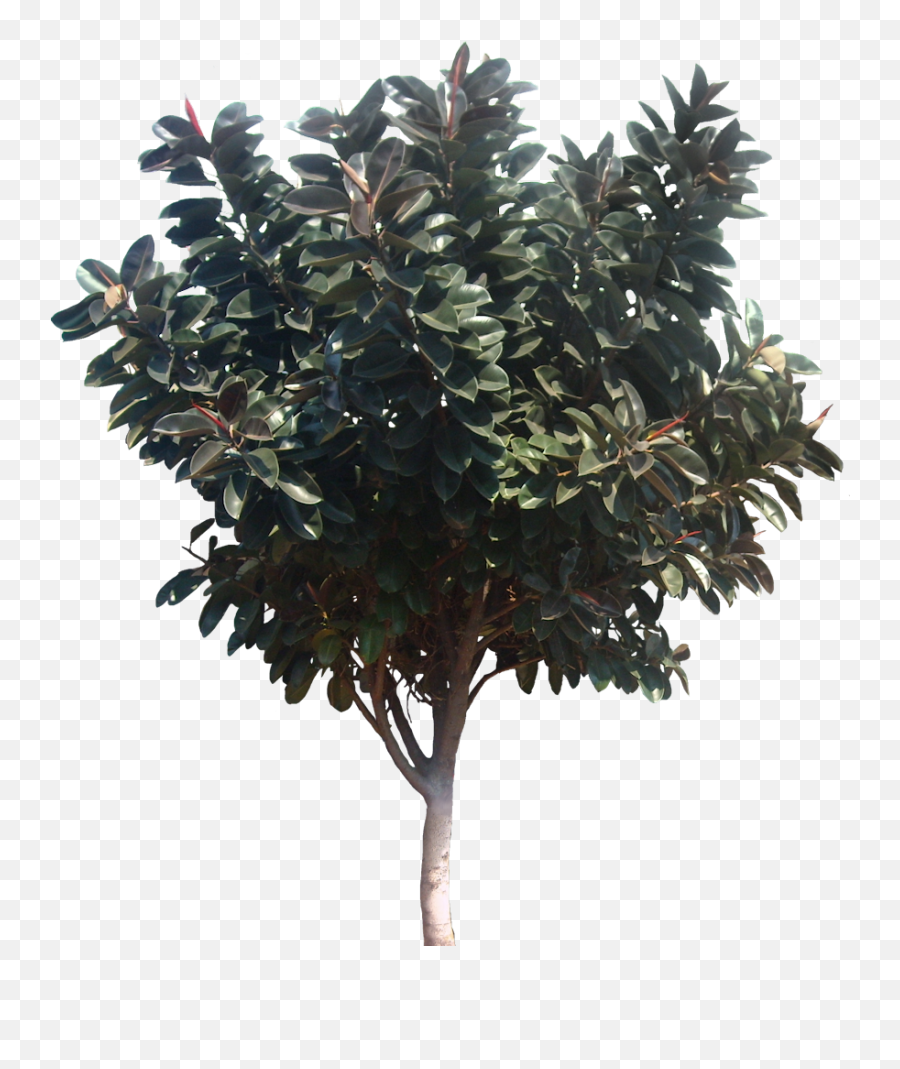 Tropical Plant Pictures Ficus Elastica Rubber Fig - Magnolia Tree Png,Shrub Transparent Background