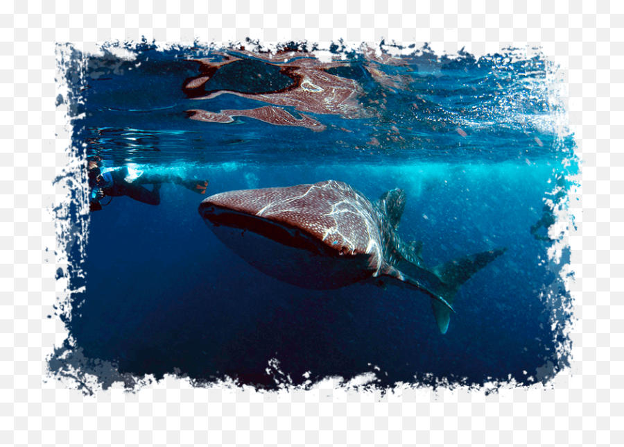 Maldives - Snorkeling Png,Whale Shark Png