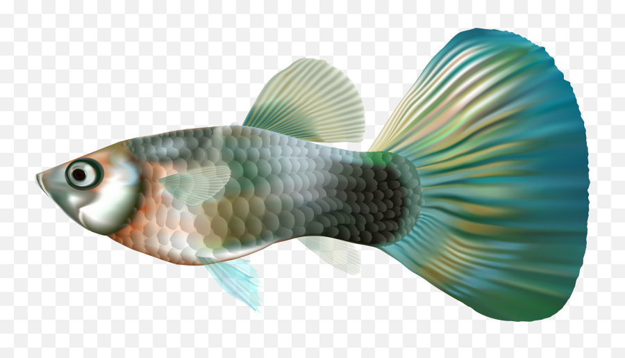Library Of Fish Fin Image - Guppy Fish Png,Fin Png