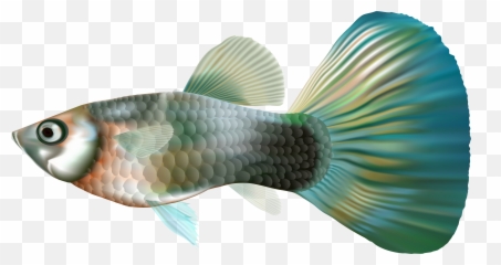 Library Of Fish Fin Image - Guppy Fish Png,Fin Png