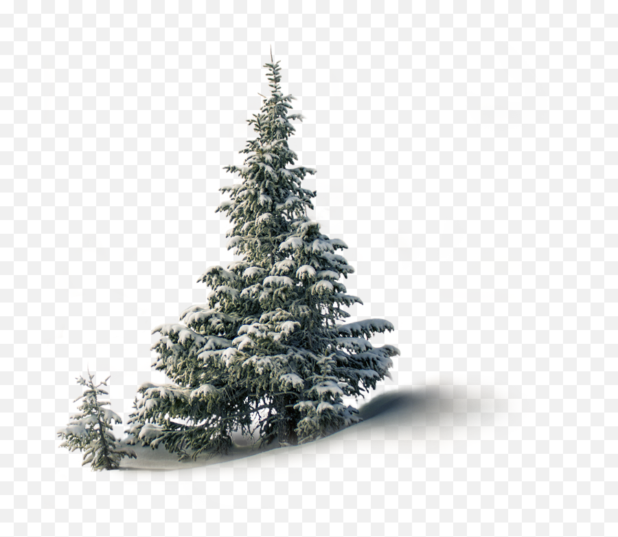 Tree1 - 1png U2013 Aireforce Inc Tropical And Subtropical Coniferous Forests,Christmas Tree Branch Png