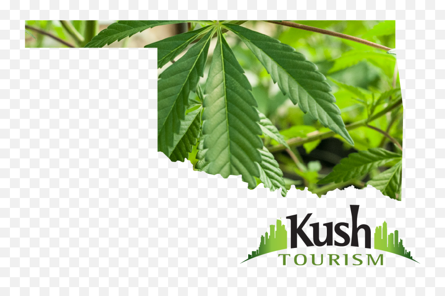 Download Oklahoma Marijuana - Oklahoma Marijuana Leaf Png Tree,Marijuana Leaf Transparent