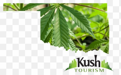 Download Oklahoma Marijuana - Leaf PNG Tree