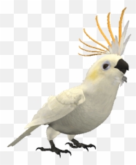 Cute Blue Cockatiel - Transparent Parrot Animated Gif png